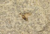 Fossil March Fly (Plecia) - Green River Formation #67635-1